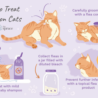 How to treat fleas on Cats - 7 tips for effectively treating fleas in cats at home.