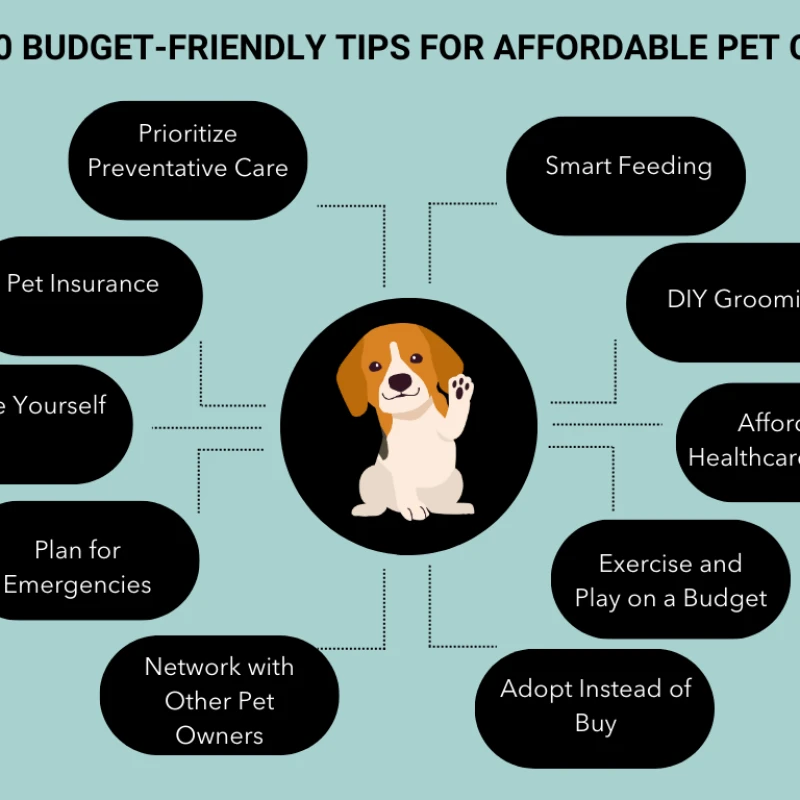 Dog Care Tips for Beginners.