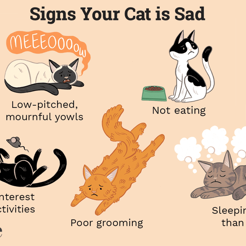 Signs and Remedies for Dogs and Cats with Depression