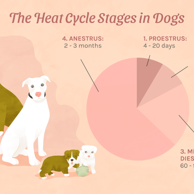 3 stages of the menstrual cycle of female dogs until the heat period.