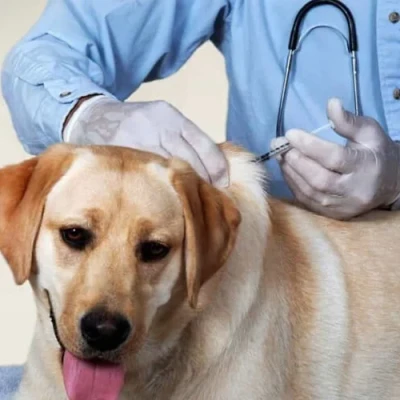 8 Useful Tips to Know When Vaccinating Your Dog.