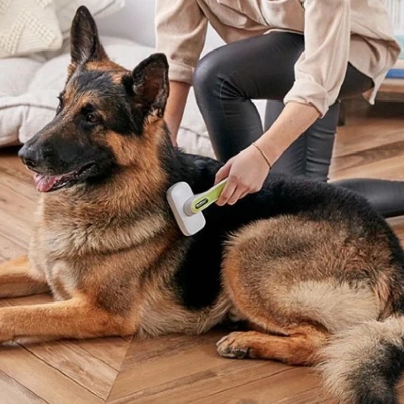 6 Steps to Treat a Dog with Hair Loss at Home.