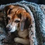 10 signs to recognize a dog with a cold for timely treatment