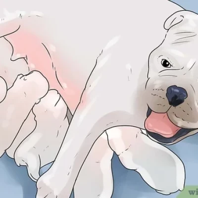 5-Step Guide on How to Assist a Dog in Giving Birth at Home