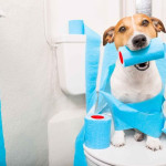 5 Simple and Effective Tips for Teaching Your Dog to Toilet in the Right Place