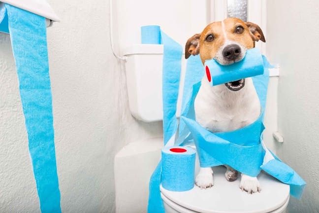 How-to-Train-Your-Dog-to-Use-the-Toilet