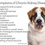 13 Symptoms of Kidney Failure in Dogs and How to Treat It