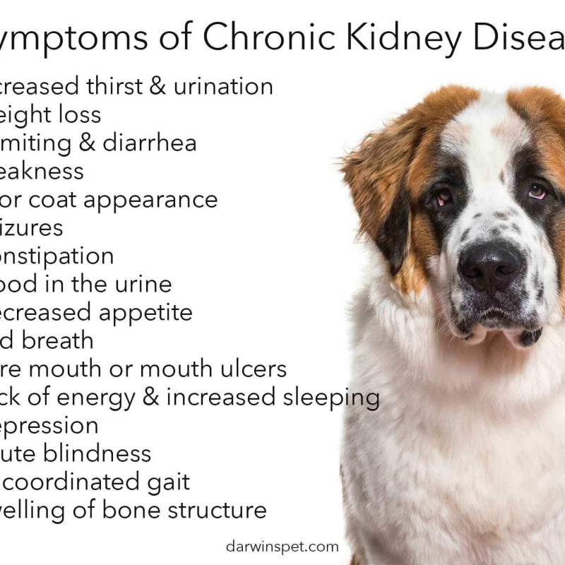 13 Symptoms of Kidney Failure in Dogs and How to Treat It