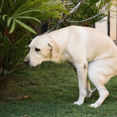 3 signs to recognize constipation in dogs and how to treat it