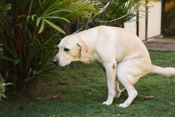 3 signs to recognize constipation in dogs and how to treat it