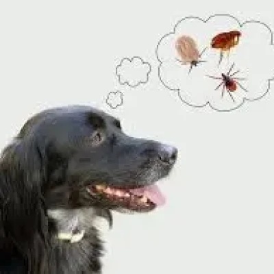 3 most effective ways to treat dog ticks and eliminate dog fleas