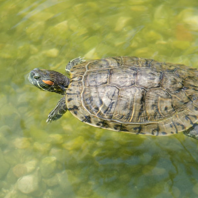 Explaining the Phenomenon of Turtles Being Allergic to Water Leading to Skin Rot