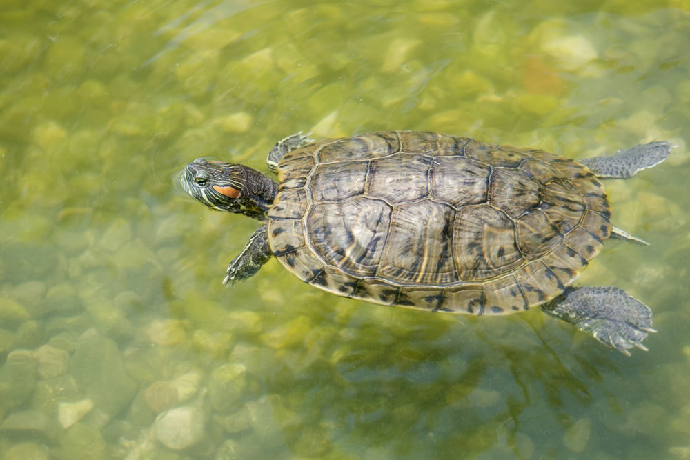 turtle-under-water